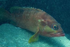 魚種類|魚類図鑑｜魚類の生態・特徴・分布｜目に見えるいき 